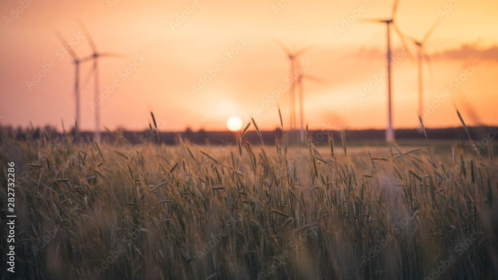 Fototapeta premium Sonnenuntergang Feld