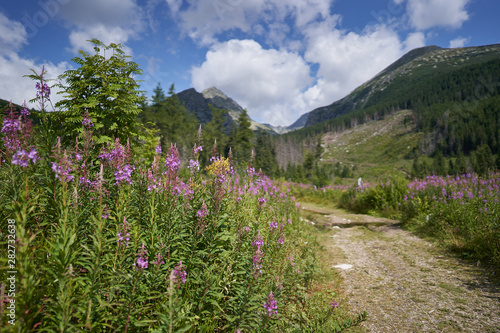 Lythrum salicaria, or purple loosestrife, or spiked loosestrife and purple lythrum in bloom on the forest road in High Tatras in slovakia during sunny summer day. Beautiful flower with purple blossom. © jdmfoto