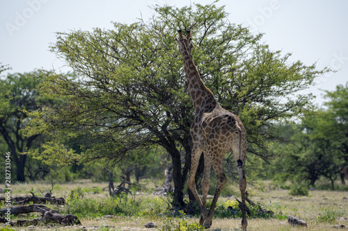 Giraffe in der Etosha Pfanne