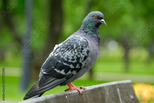 The pigeon