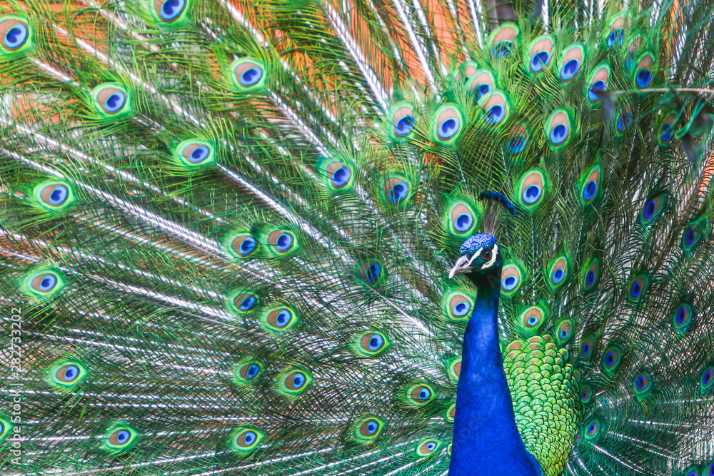 Obraz premium Blue peacock spreading wings