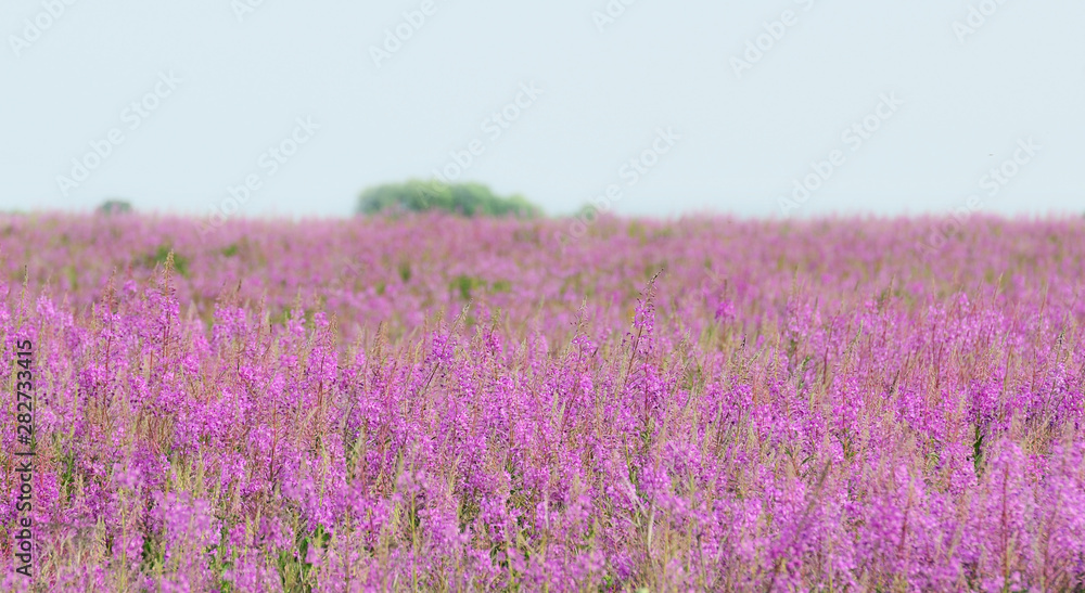 Naklejka premium field lilac flowers