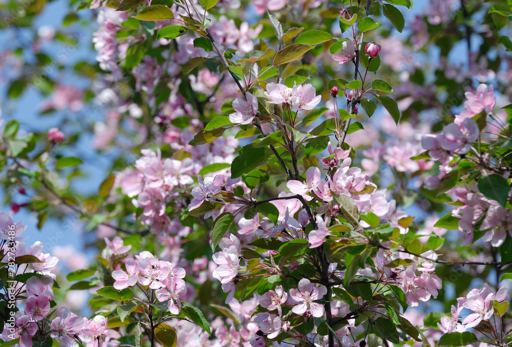 Apple blossom background Apple blossom background