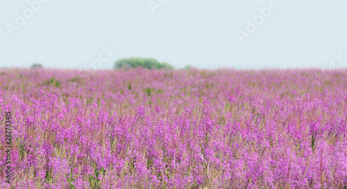 field lilac flowers