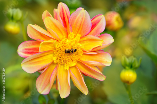Insect friendly garden  -  Open-centered dahlia flowers