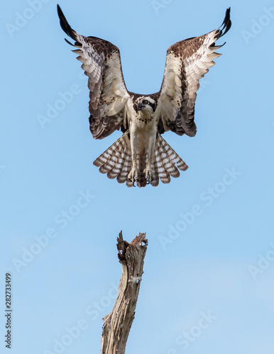 Osprey landing in a tree photo