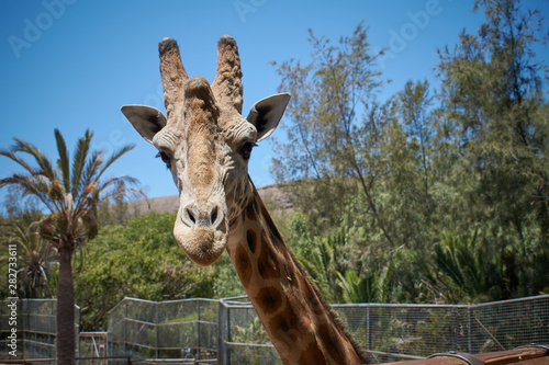 Portrait of a giraffe