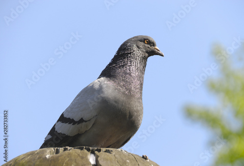 The pigeon