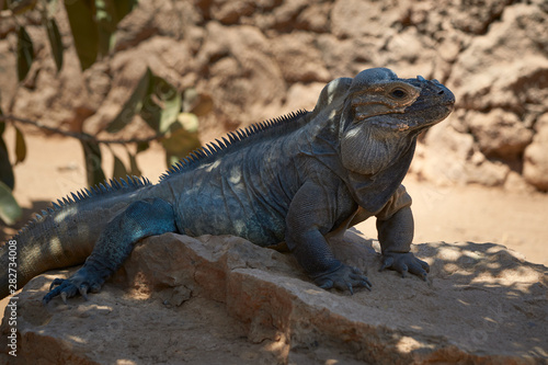 Iguana resting