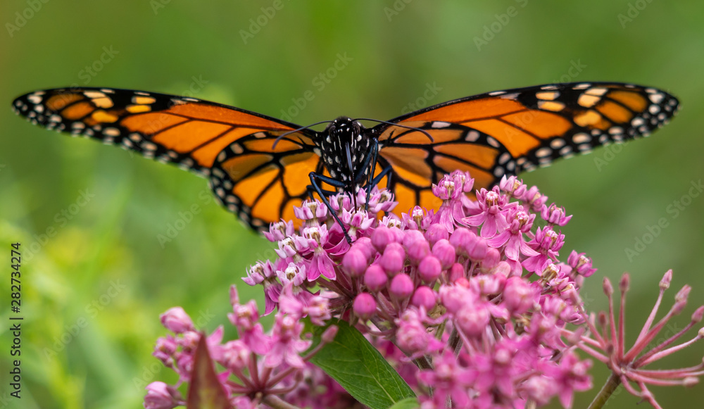 Obraz premium Monarch butterfly