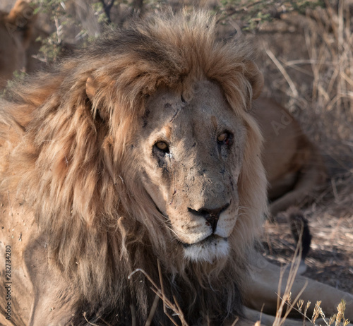 Adult male lion lies down in the short dry grass