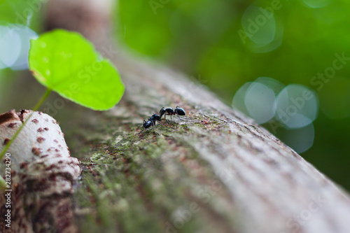 Ants love © Елена Яхнина