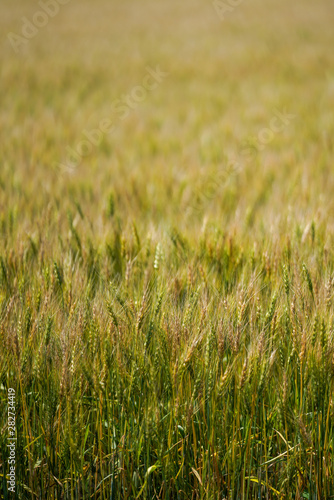 麦畑 © makieni
