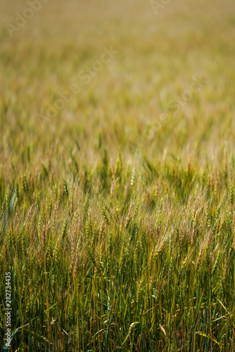 麦畑 © makieni