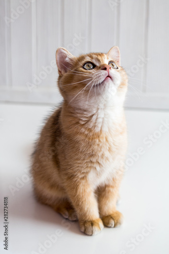 A kitten on the white wooden background © Halyna