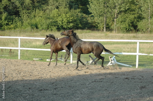 horse, koń