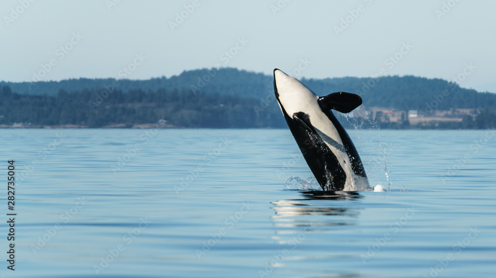 Fototapeta premium Orca Breach