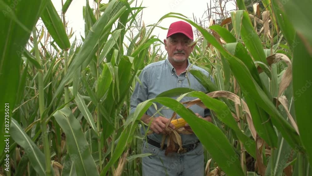 Corn farmer walking through his field towards camera Corn farmer walking through his field towards camera