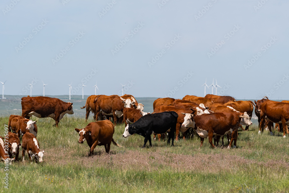 Cattle and wind turbines on a field - concept