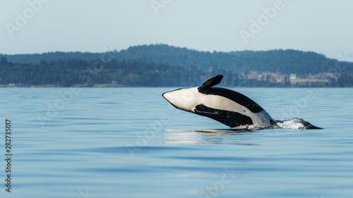 Orca Breach © Michael