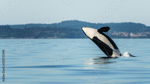 Orca Breach © Michael