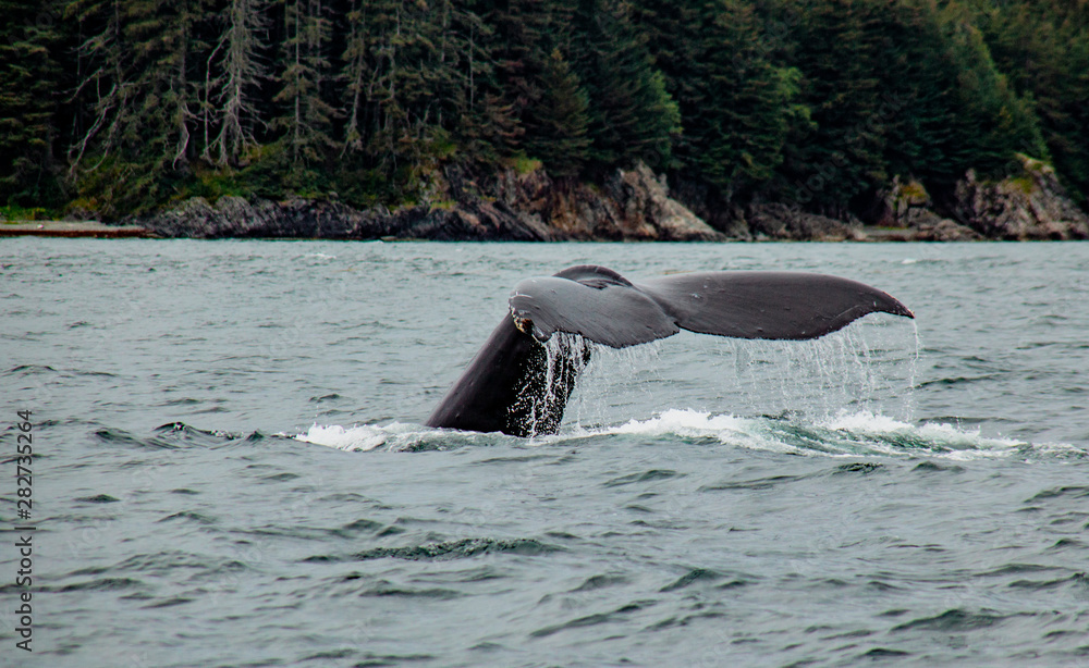 Fototapeta premium Diving Humpback Whale