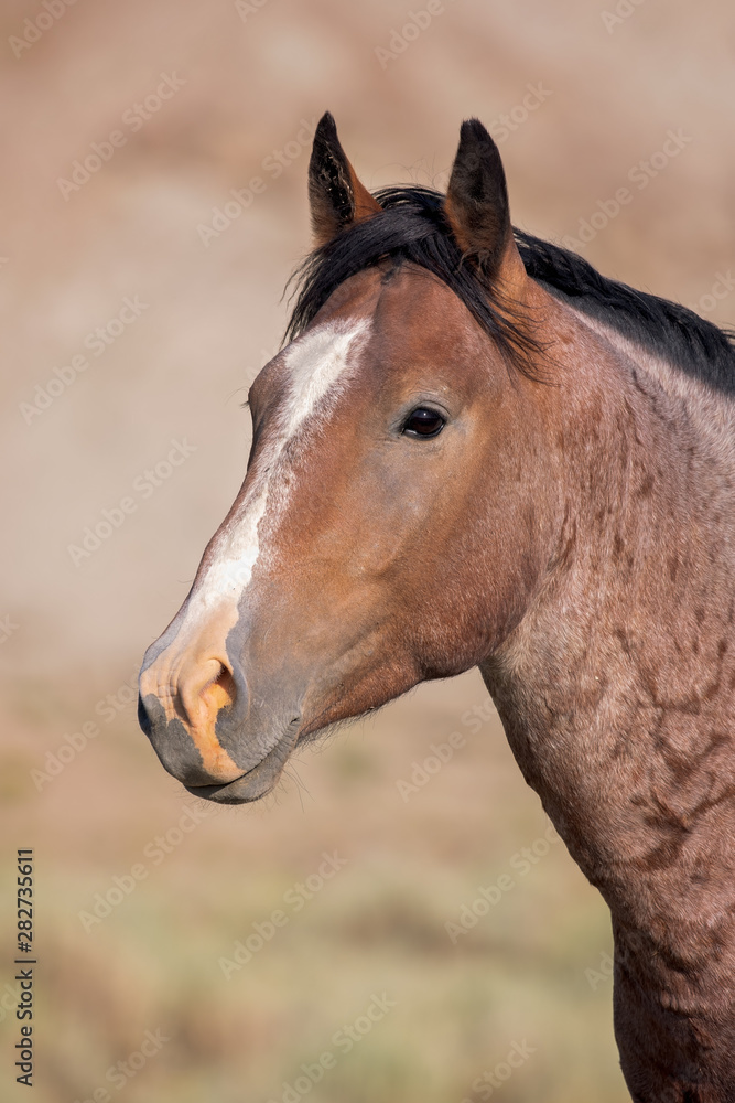 Obraz premium Portrait of wild stallion horse from Sand Wash Basin