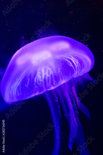 Jellyfish in an aquarium under colored lights.