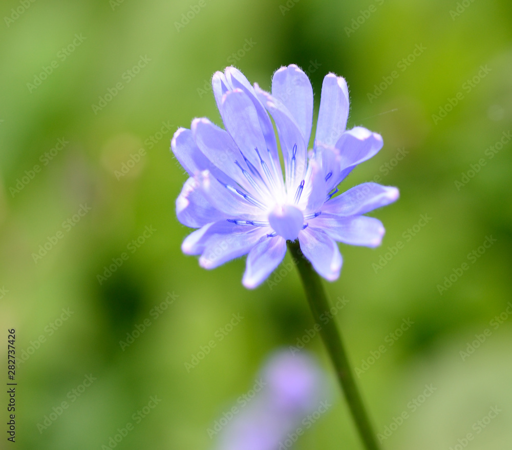 Macro photo of blue alone flower