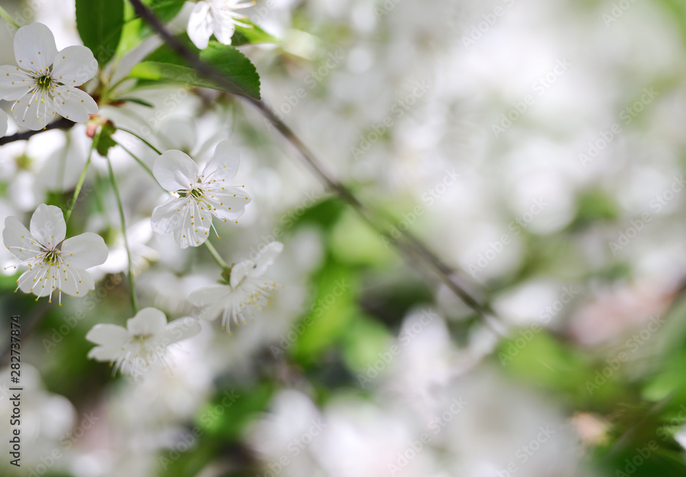 Fototapeta premium Fresh cherry flowers