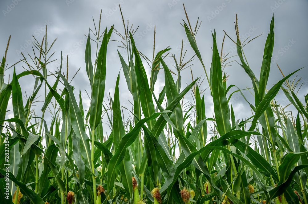 Close up of ripe corn field. Agricultural summer scenery, Close up of ripe corn field. Agricultural summer scenery,