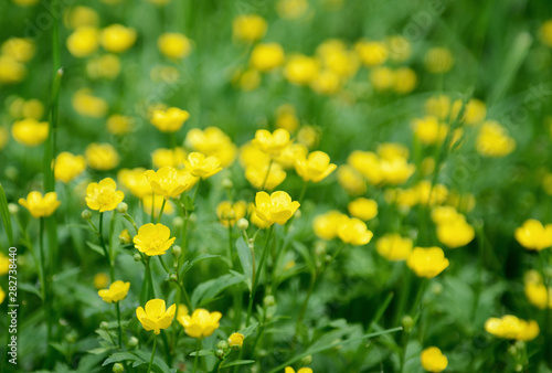 Yellow flowers over green