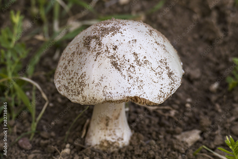 natural edible mushroom, a man picking mushrooms, man picking mushrooms, natural edible mushroom, a man picking mushrooms, man picking mushrooms,