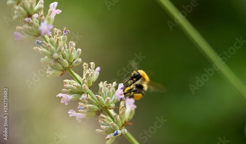 bee on a lavender flower close up © byaz3