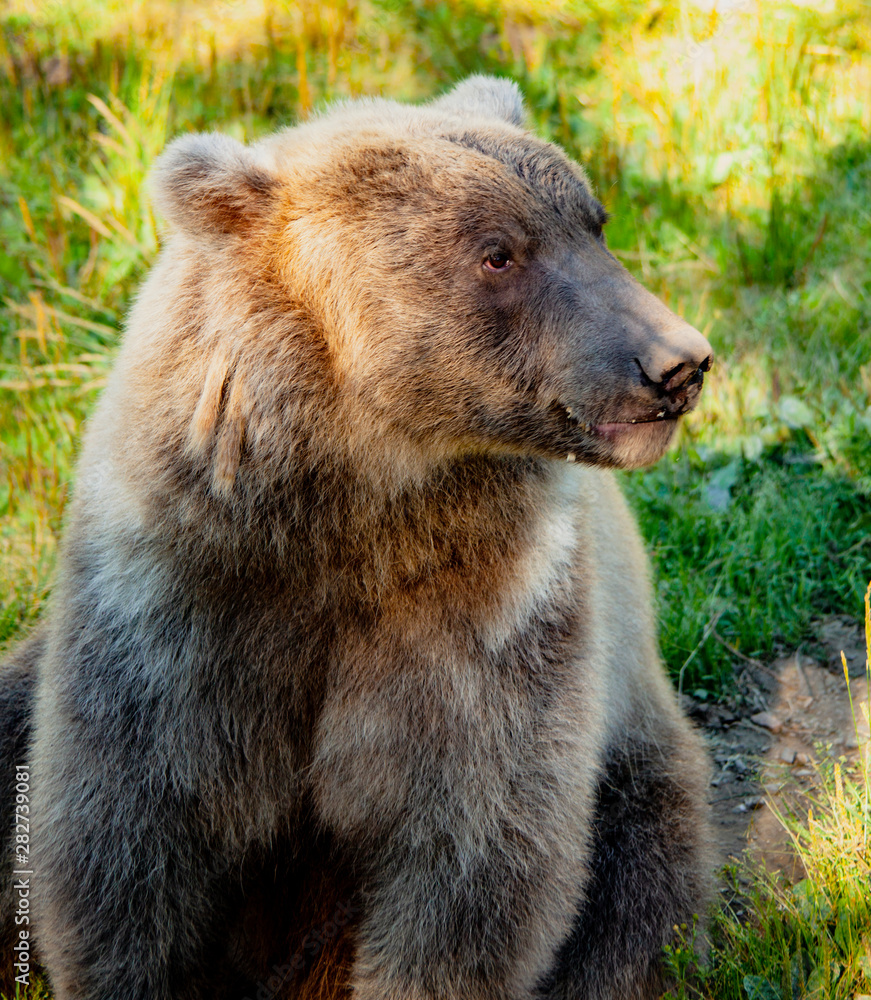 Fototapeta premium Grizzly Bear Alaska