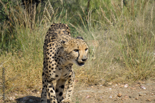 Gepard aus Namibia