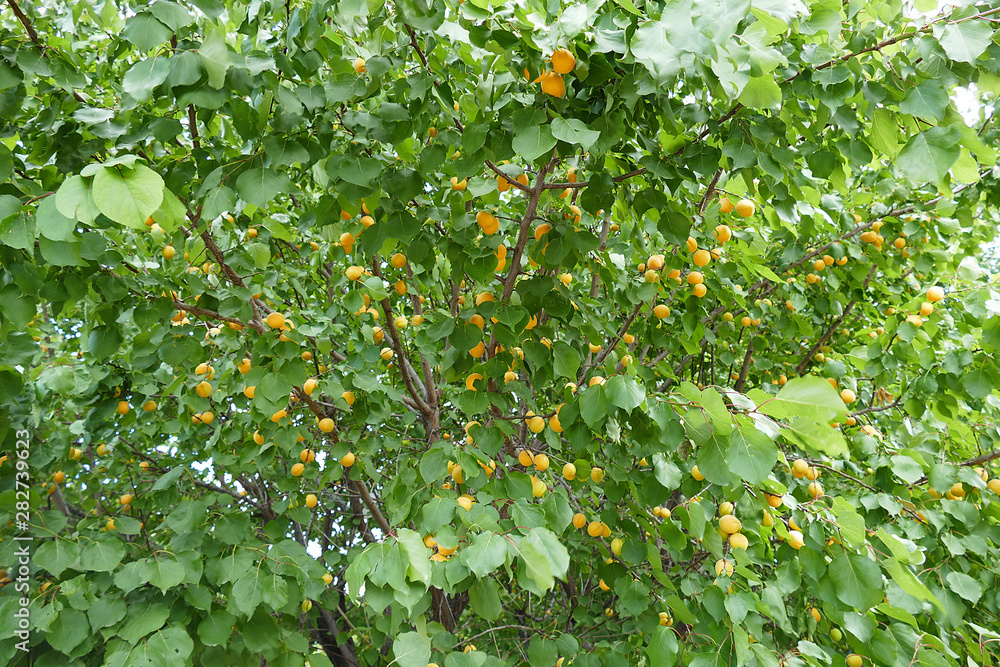 abundant productive apricot tree and large amount of ripe apricots, abundant productive apricot tree and large amount of ripe apricots,