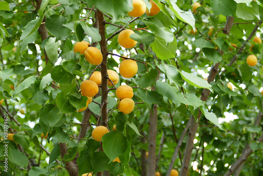 abundant productive apricot tree and large amount of ripe apricots, abundant productive apricot tree and large amount of ripe apricots,