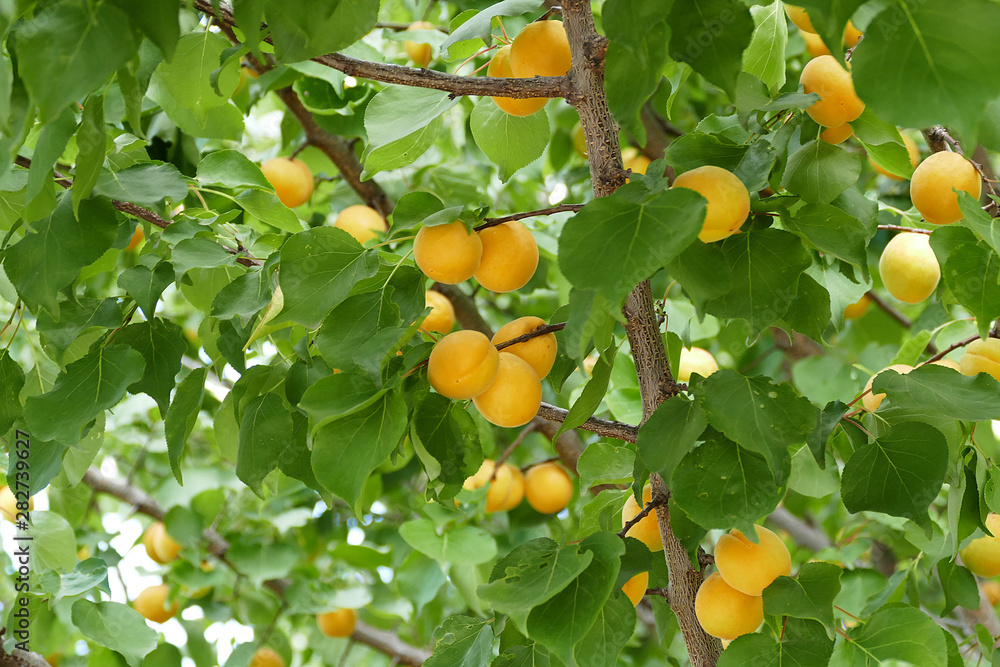 abundant productive apricot tree and large amount of ripe apricots,