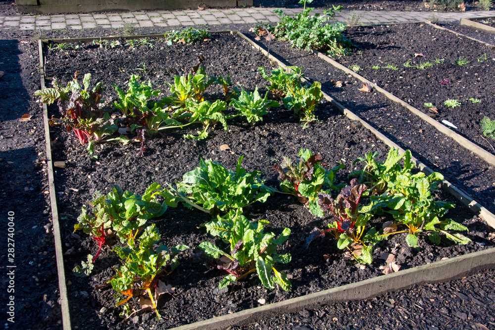 Fototapeta premium ogródek warzywny