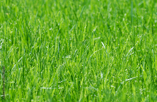 Fresh green grass. Extremely shallow DOF.