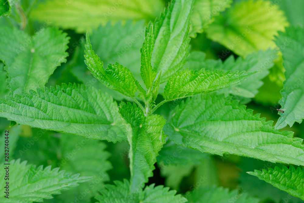 Close-up nettle background Close-up nettle background