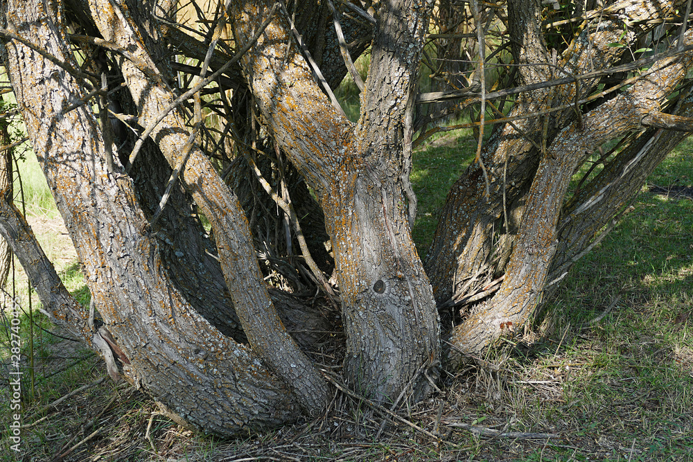 dry wood and drought, global warming