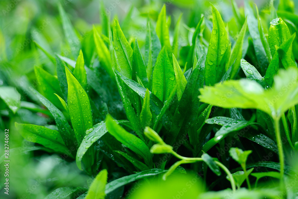 Obraz premium Closeup photo of wet green leaves. Shallow DOF