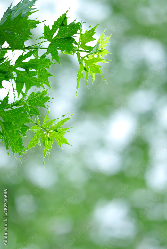 Fresh wet green leaves. Defocused background. Extremely shallow DOF. Fresh wet green leaves. Defocused background. Extremely shallow DOF.