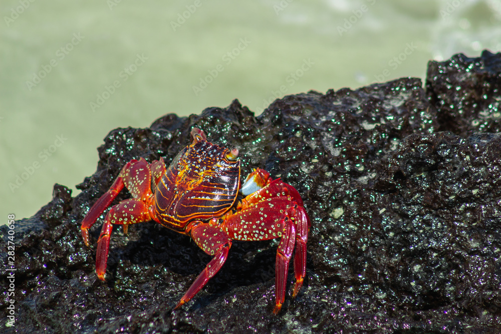 Galapagos crab on the rocks by the sea