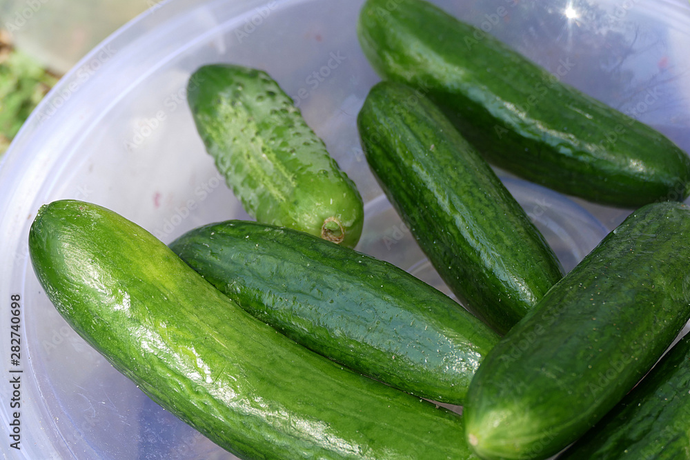 cucumbers in a bowl cucumbers in a bowl