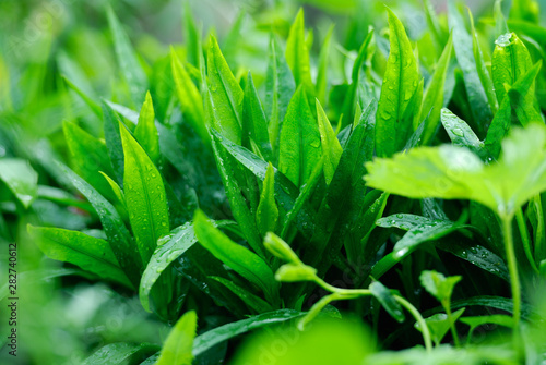Wallpaper Mural Closeup photo of wet green leaves. Shallow DOF Torontodigital.ca