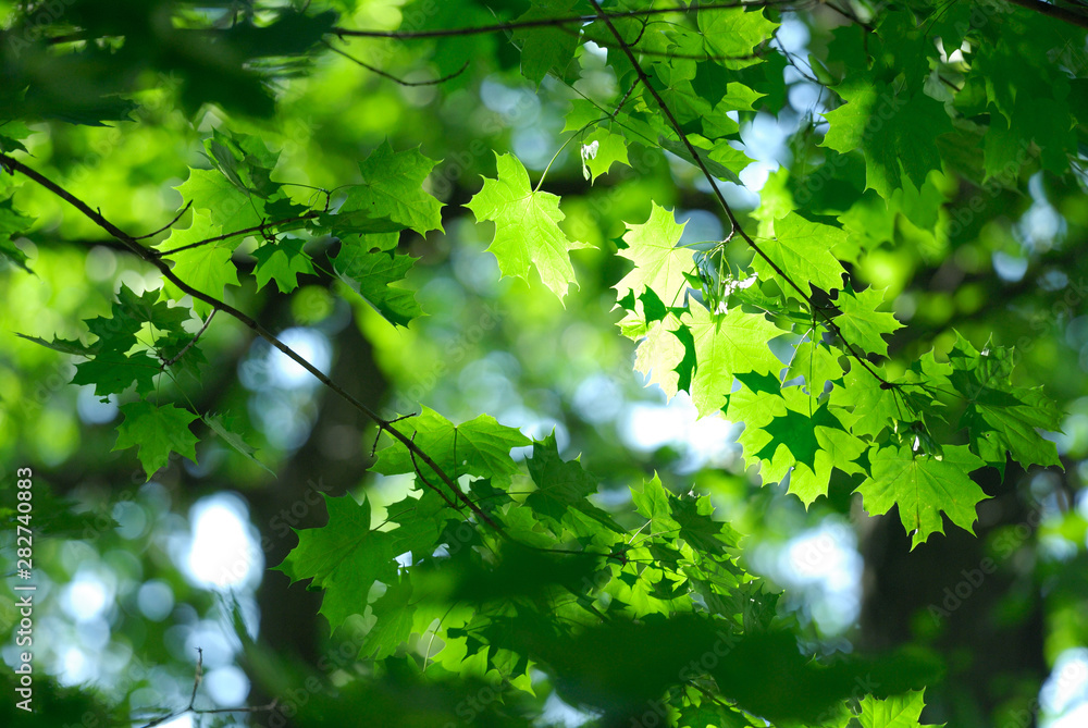 Maple leaves full of sunlights Maple leaves full of sunlights