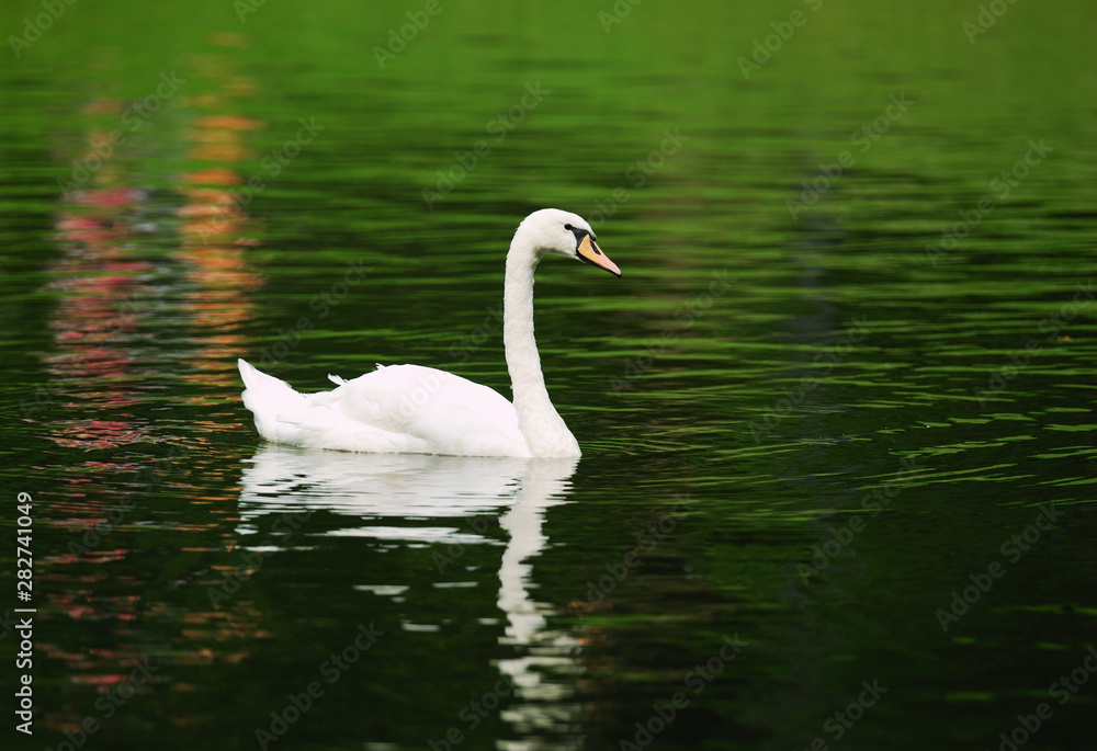 Alone swan swimming